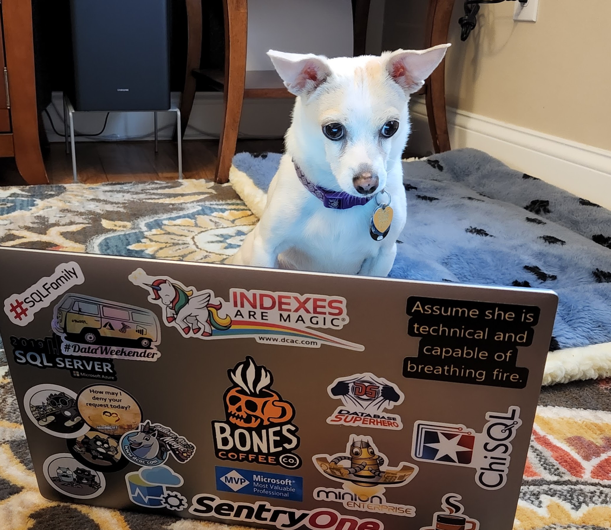 Sebastian, the chihuahua mix, is sitting in front of the laptop, "reviewing the specs"
